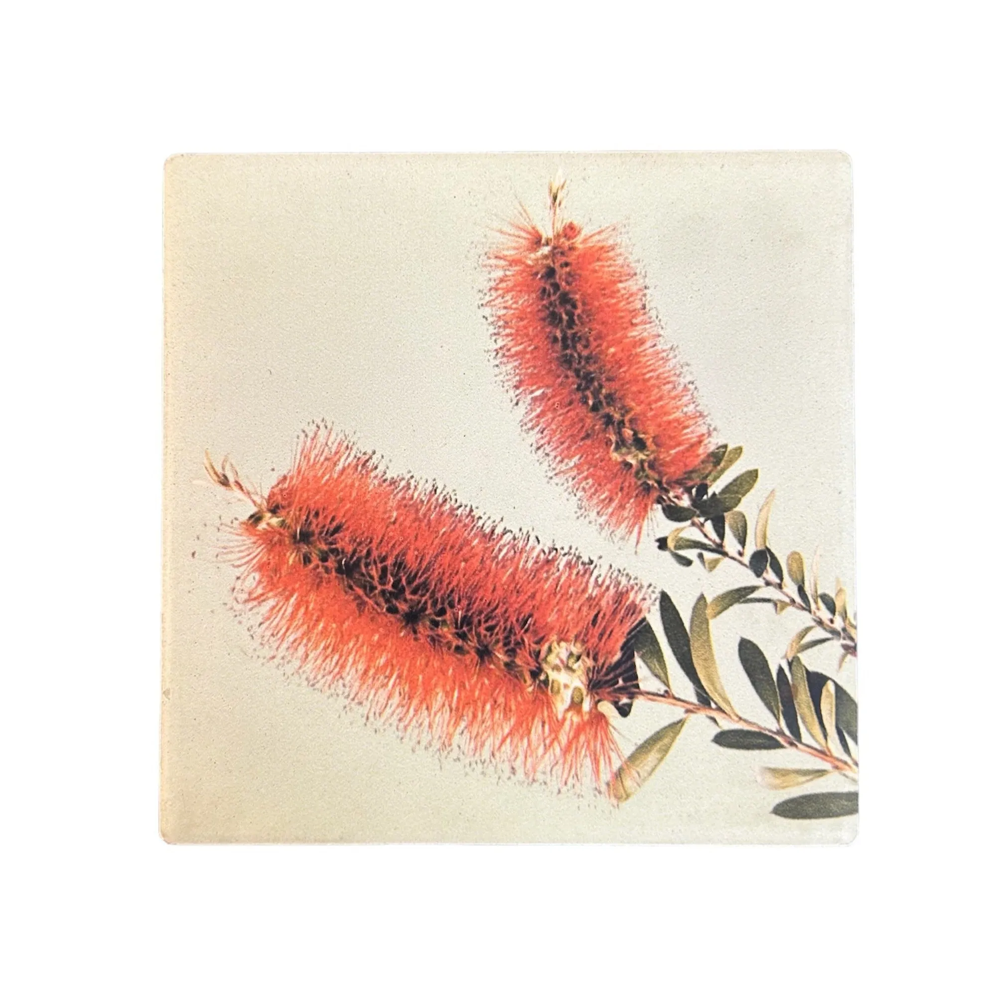 Australian Flora Coaster