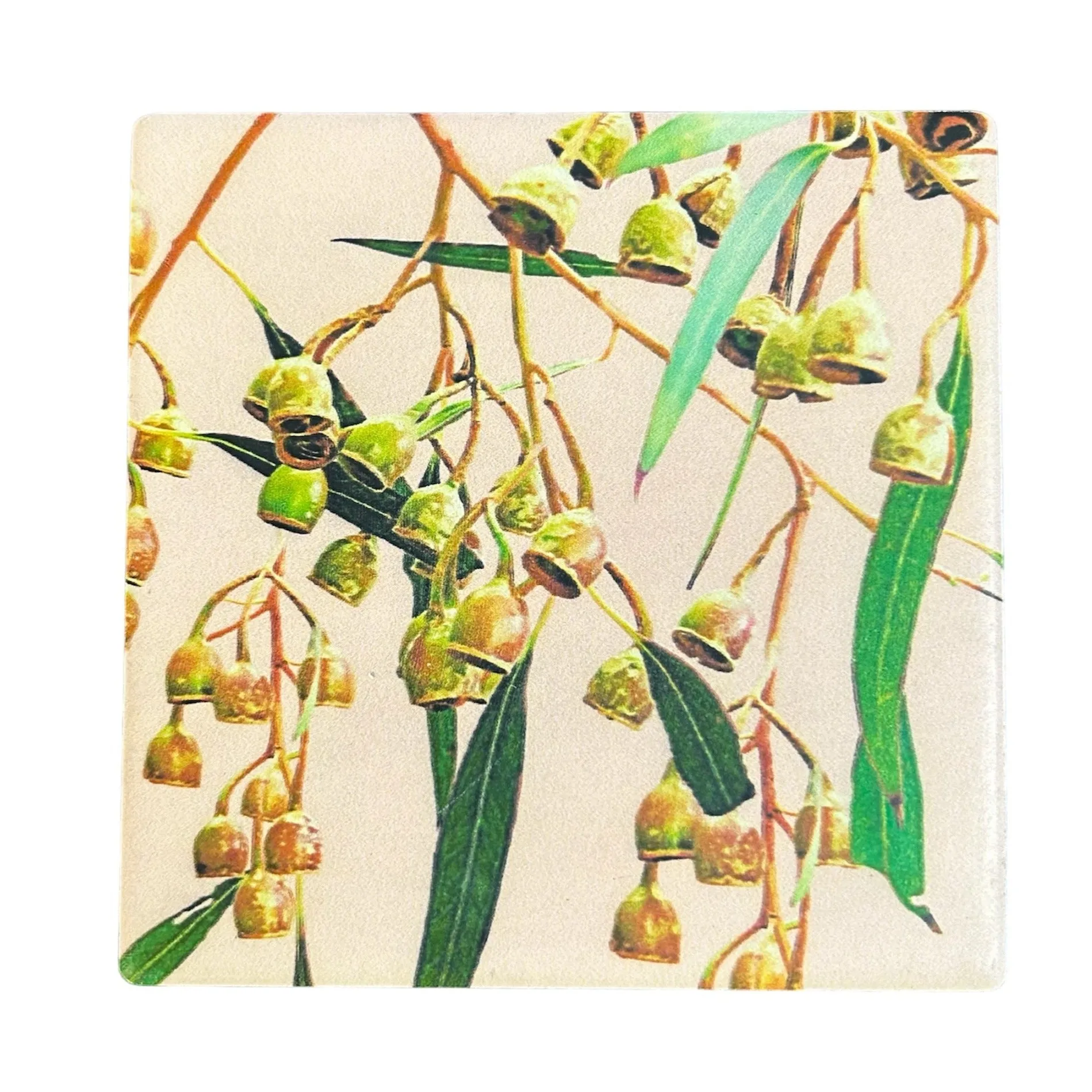 Australian Flora Coaster