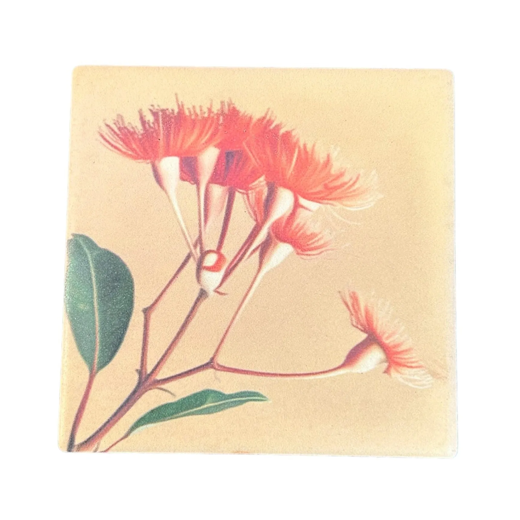 Australian Flora Coaster