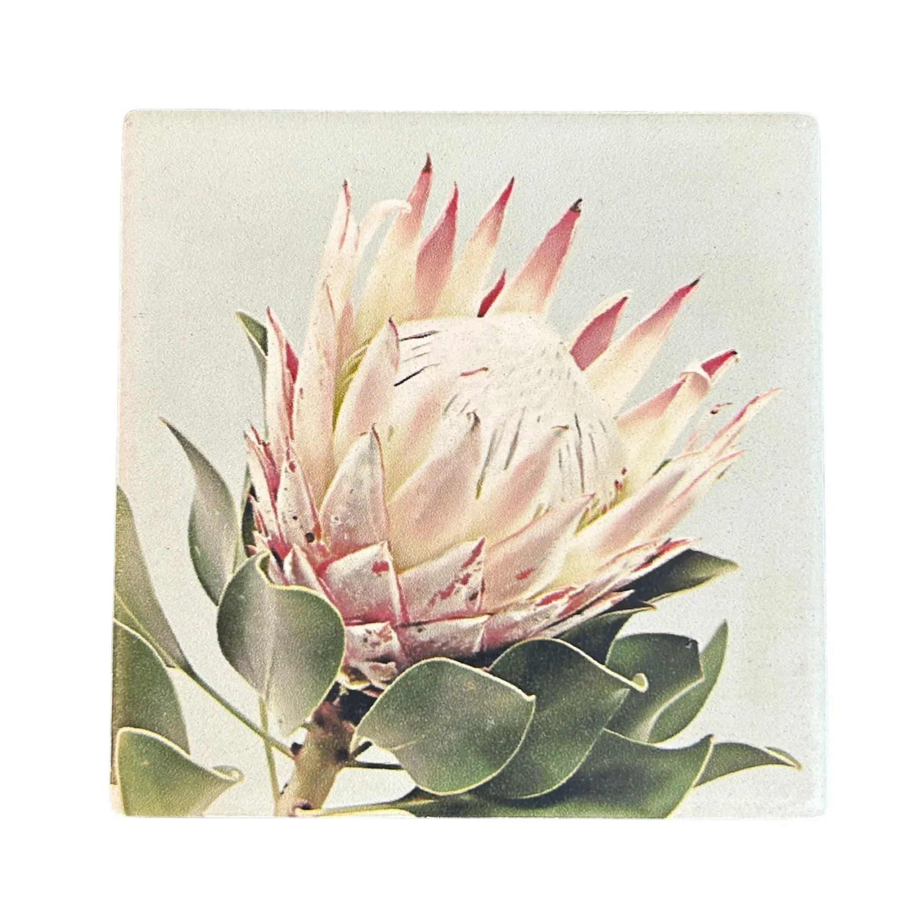 Australian Flora Coaster