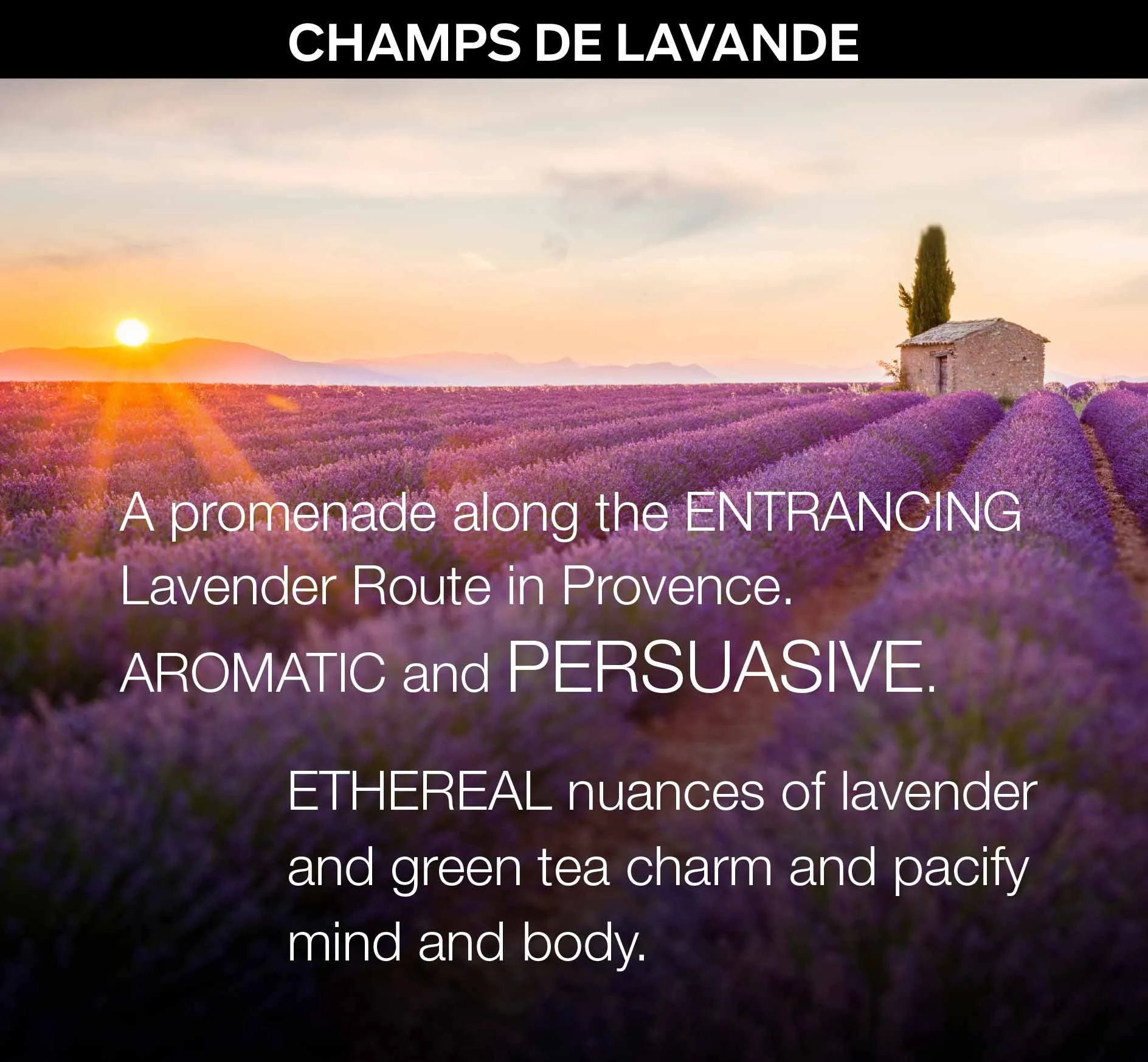 Travel (all-in-one) in CHAMPS DE LAVANDE (French Lavender)
